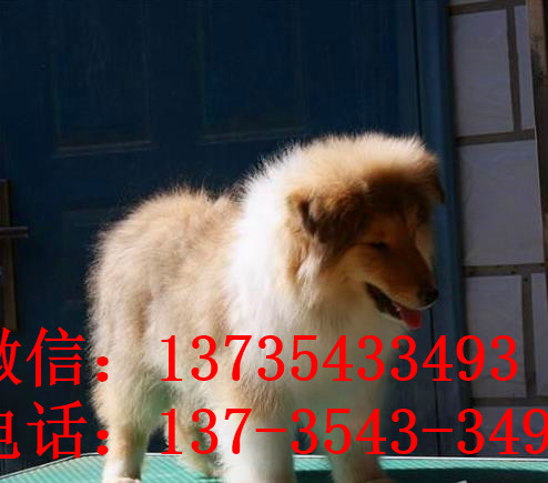 哈尔滨宠物狗狗出售纯种苏格兰牧羊犬幼犬本地犬舍领养