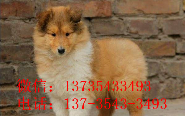 南昌宠物狗狗出售纯种苏格兰牧羊犬幼犬本地犬舍领养