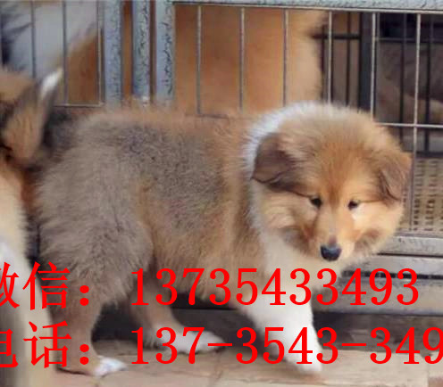 苏州宠物狗狗出售纯种苏格兰牧羊犬幼犬本地犬舍领养