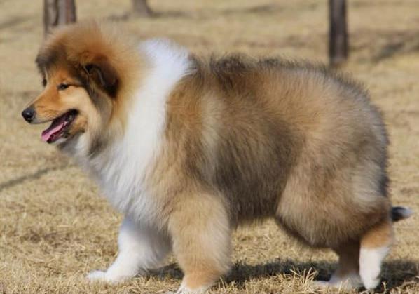 上海宠物狗狗出售纯种苏格兰牧羊犬幼犬本地犬