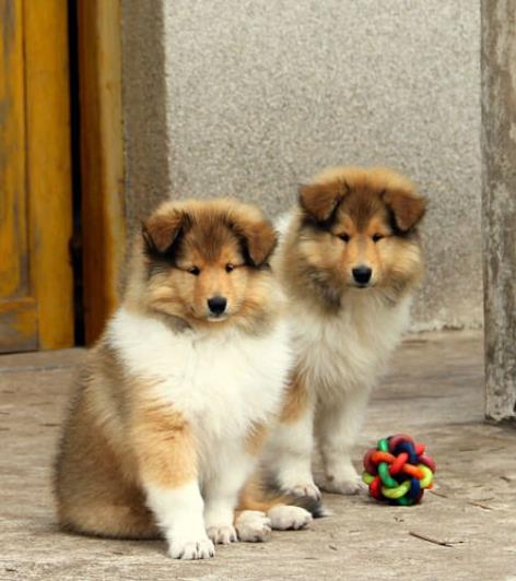 南京宠物狗狗出售纯种苏格兰牧羊犬幼犬本地犬