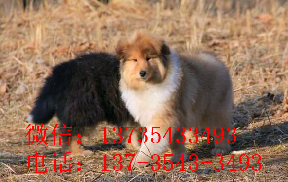 杭州宠物狗狗出售纯种苏格兰牧羊犬幼犬本地犬舍领养