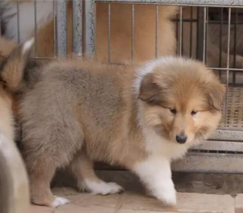 内蒙古宠物狗狗出售纯种苏格兰牧羊犬幼犬本地