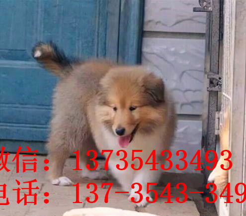 杭州宠物狗狗出售纯种苏格兰牧羊犬幼犬本地犬舍领养