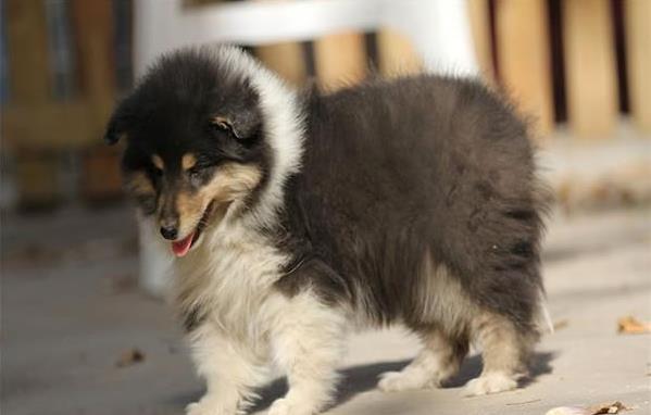 福州宠物狗狗出售纯种苏格兰牧羊犬幼犬本地犬