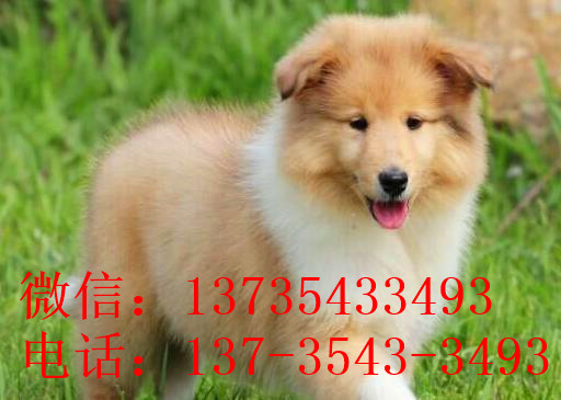 无锡宠物狗狗出售纯种苏格兰牧羊犬幼犬本地犬舍领养