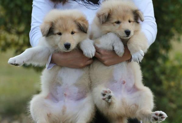 天津宠物狗狗出售纯种苏格兰牧羊犬幼犬本地犬