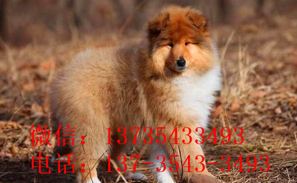 杭州宠物狗狗出售纯种苏格兰牧羊犬幼犬本地犬舍领养