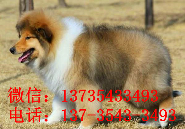 无锡宠物狗狗出售纯种苏格兰牧羊犬幼犬本地犬舍领养