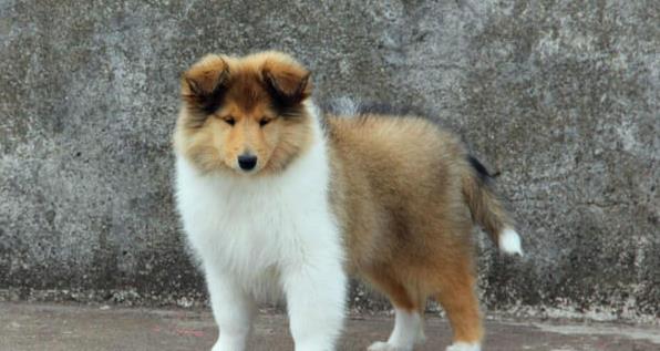 苏州宠物狗狗出售纯种苏格兰牧羊犬幼犬本地犬