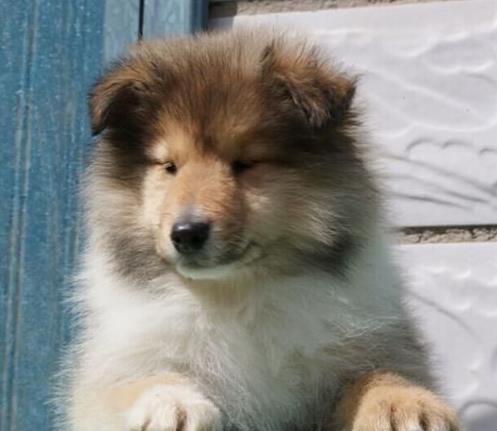 太原宠物狗狗出售纯种苏格兰牧羊犬幼犬本地犬