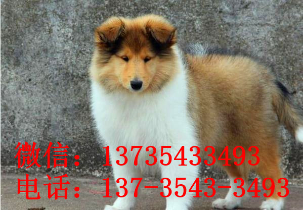 南京宠物狗狗出售纯种苏格兰牧羊犬幼犬本地犬舍领养