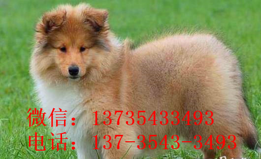 太原宠物狗狗出售纯种苏格兰牧羊犬幼犬本地犬舍领养