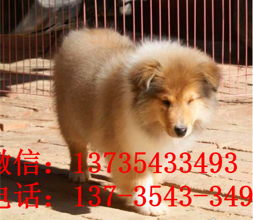 太原宠物狗狗出售纯种苏格兰牧羊犬幼犬本地犬舍领养