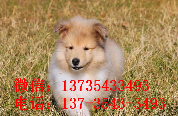 沈阳宠物狗狗出售纯种苏格兰牧羊犬幼犬本地犬舍领养