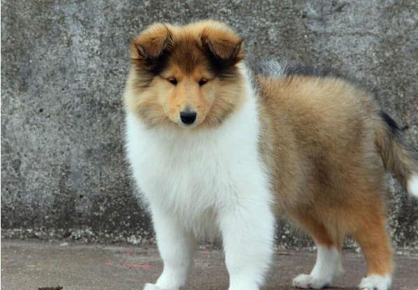 长春宠物狗狗出售纯种苏格兰牧羊犬幼犬本地犬