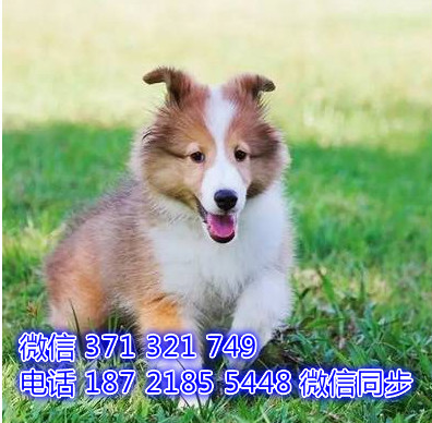 苏格兰牧羊犬宠物买卖 宠物市场 宠物狗狗图片宠物网 指