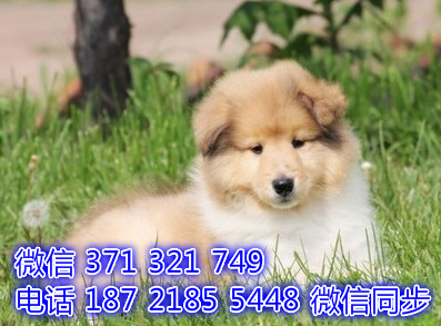 苏格兰牧羊犬宠物买卖 宠物市场 宠物狗狗图片宠物网 翰