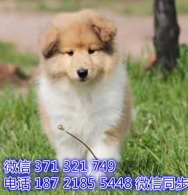 苏格兰牧羊犬宠物买卖 宠物市场 宠物狗狗图片宠物网 峭