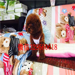 鸡西哪里有卖超可爱泰迪玩具泰迪泰迪多少钱