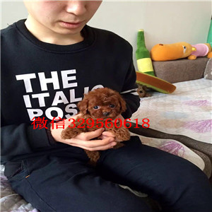 衡阳哪里能买到灰色泰迪泰迪幼犬泰迪多少钱