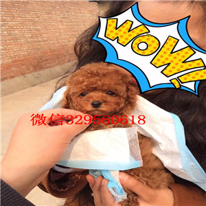 湘潭哪里能买到灰色泰迪小体泰迪长不大的茶杯泰迪