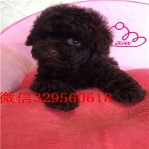 济南出售超可爱泰迪茶杯泰迪犬泰迪多少钱