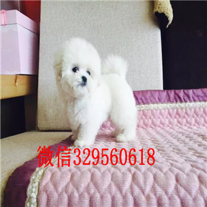 晋中哪里能买到纯种泰迪茶杯泰迪犬泰迪图片