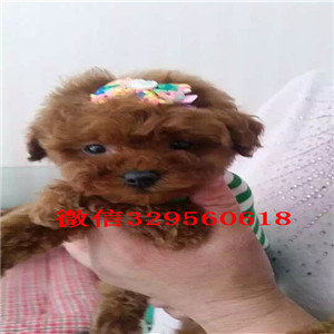 济南出售超可爱泰迪茶杯泰迪犬泰迪多少钱