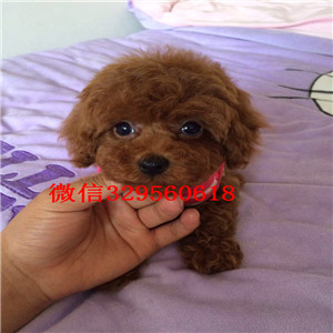 益阳哪里有卖棕色泰迪小体泰迪长不大的茶杯泰