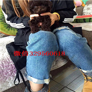 黄山哪里有卖棕色泰迪茶杯泰迪犬泰迪图片