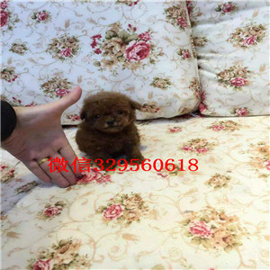 十堰哪里能买到灰色泰迪茶杯泰迪犬泰迪价格