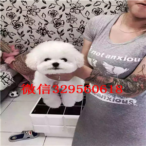 漯河出售精品泰迪小体泰迪泰迪多少钱