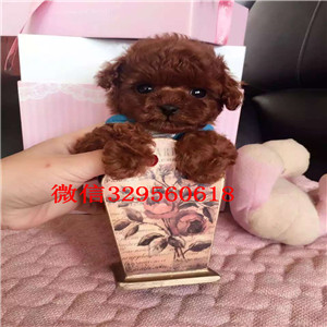 西青哪里有卖棕色泰迪小体泰迪泰迪多少钱