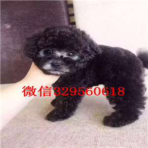 漯河出售精品泰迪小体泰迪泰迪多少钱