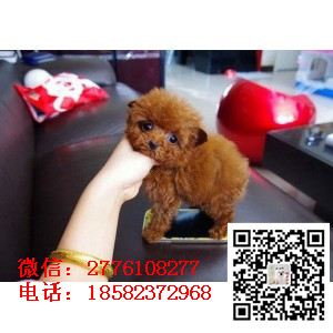 铜川哪里有卖茶杯泰迪犬 小体长不大泰迪红色