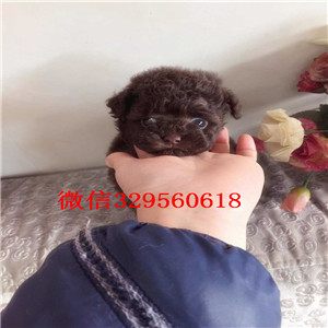 汉沽哪里有卖超可爱泰迪茶杯泰迪犬泰迪图片