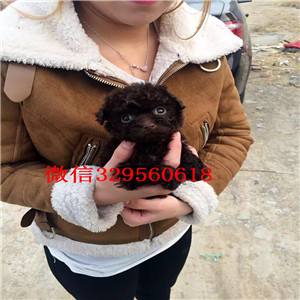 宝坻哪里有卖精品泰迪茶杯泰迪犬泰迪图片