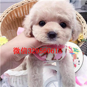 武清哪里能买到棕色泰迪茶杯泰迪犬泰迪图片