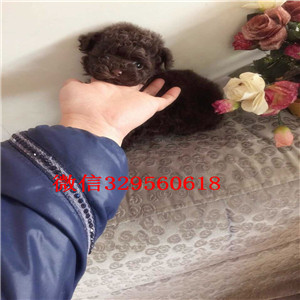 汉沽哪里有卖超可爱泰迪茶杯泰迪犬泰迪图片