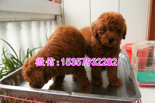 南昌哪里有茶杯泰迪出售 便宜的茶杯泰迪多少