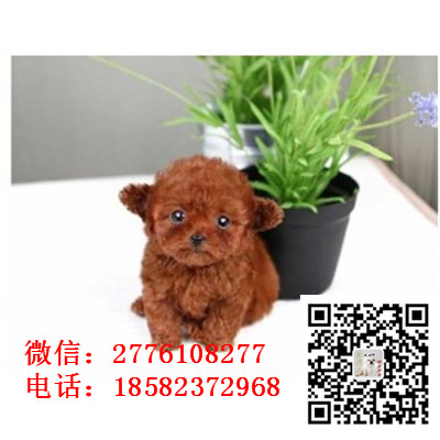 珠海哪里有卖茶杯泰迪犬 小体长不大泰迪红色