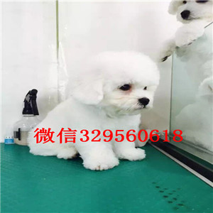 威海出售灰色泰迪玩具泰迪泰迪多少钱