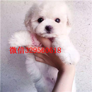 晋城哪里能买到灰色泰迪小体泰迪泰迪多少钱