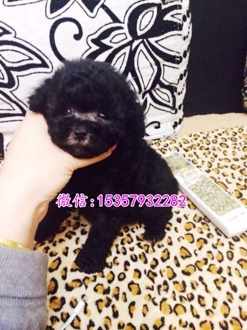 贵阳哪里有茶杯泰迪出售 便宜的茶杯泰迪多少