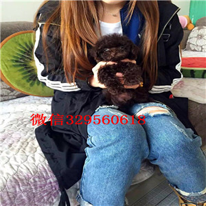 黄山哪里有卖棕色泰迪茶杯泰迪犬泰迪图片