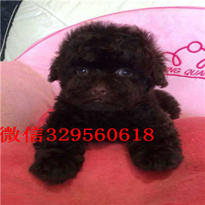 济南出售超可爱泰迪茶杯泰迪犬泰迪多少钱