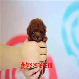 安康出售精品泰迪泰迪幼犬泰迪多少钱