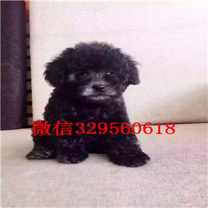 漯河出售精品泰迪小体泰迪泰迪多少钱