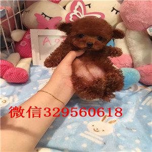 吉安出售白色泰迪泰迪幼犬长不大的茶杯泰迪